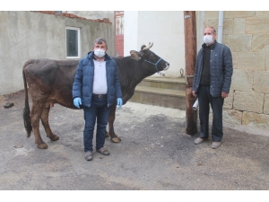 İneğini "Milli Dayanışma Kampanyası"na Bağışladı