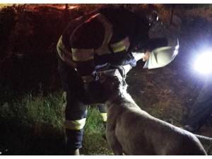 Başı Tenekeye Sıkışan Köpeğin İmdadına İtfaiye Yetişti