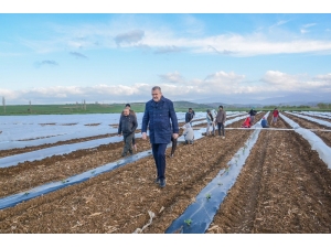 Bursa’da Erkenci Karpuz Ekimi Yapıldı