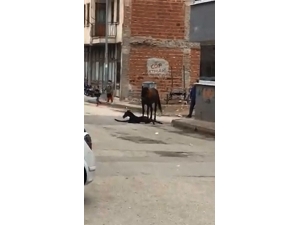 Sokak Ortasında Doğum Yaptı