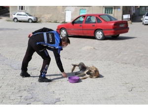 Sivrihisar’da Sokak Hayvanları Aç Kalmıyor