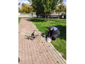 Polisler, Sokakta Yaşayan Sahipsiz Kedilere Yiyecek Bıraktı