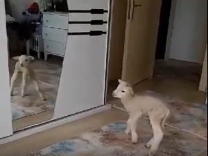 Evde Bakılan Kuzu Karantina Neşesi Oldu