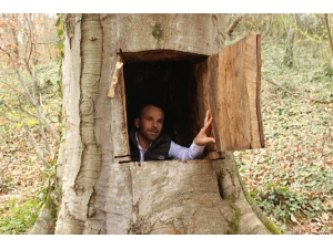 Ağaçkakan Gibi Asırlık Ağaca Sığındı, Başına İş Açtı