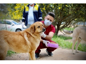 Didim’de Sokak Hayvanlarına Karşı Duyarsız Kalınmadı.