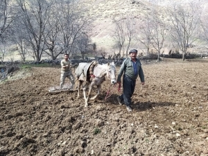 Uludure’de Atlarla Tarla Sürdüler