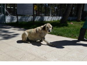 Çorum’a Getirilen Yaralı Köpek Sağlığına Kavuştu