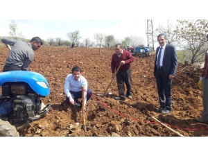 Pütürge Kırmızısı Çeşidinin Geliştirilmesi Projesi