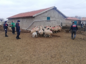 Jandarma, Aynı Ağıldan İkinci Defa Koyun Çalan 2 Kişiyi Yakaladı