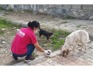 Sokak Hayvanlarına Günlük Mama Servisi Yapılıyor