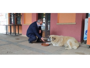 Başkan, Sokak Hayvanlarını Eliyle Besledi