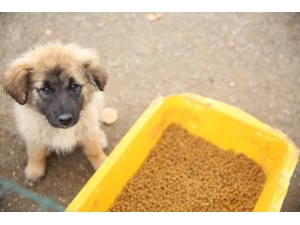 Bayburt’ta Sokak Hayvanları İçin Mama Ve Su Bırakıldı