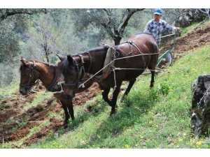 Aydın Ziraat Odası’ndan Çiftçiye ‘Daha Çok Üretin’ Çağrısı