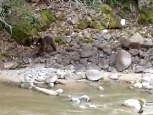 İkizdere İlçe Merkezine Kadar İnen Yavru Ayı Böyle Görüntülendi