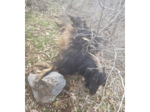 Aç Kalan Kurtlar Köye İnip 5 Keçiyi Telef Etti