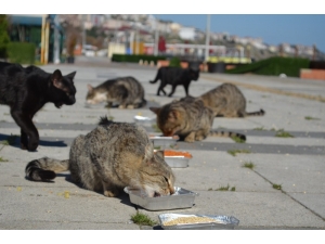 Yemlerin Kokusunu Alan Oraya Akın Etti