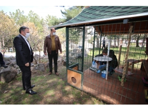 Sokak Hayvanları Düzenli Olarak Besleniyor