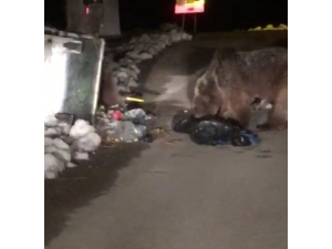 Kış Uykusundan Uyanan Ayılar Şaşkın