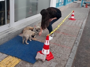 Yiyecek Bulmakta Zorlanan Sokak Hayvanlarına Vatandaş Desteği