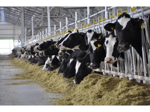 Kütahya’da Büyükbaş Hayvan Sayısı 202 Bin 114