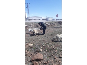 Bitlis’te Sokak Hayvanlarına Yiyecek Ve Mama Desteği