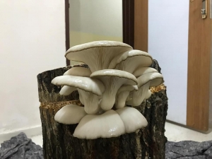 Hem Evlerinde Hem De İş Yerlerinde Mantar Üretiyorlar