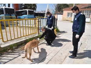 Sokak Hayvanları Unutulmadı
