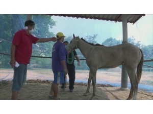 Tayland’da Afrika At Vebası Salgını Patlak Verdi: 200 At Telef Oldu