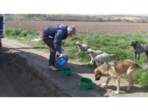 Çorlu’da Sokak Hayvanları Unutulmuyor
