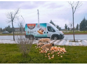 Malatya Büyükşehir Belediyesi, Sokak Hayvanlarını Unutmuyor