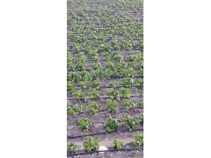 Tarsus’ta Yağan Dolu Ekili Tarım Arazilerine Zarar Verdi