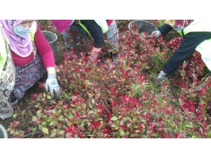 Düzce’de Bahar Hazırlığı