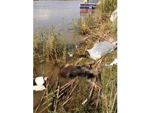 Köpekleri Çuvala Koyup Asi Nehri’ne Atmışlar