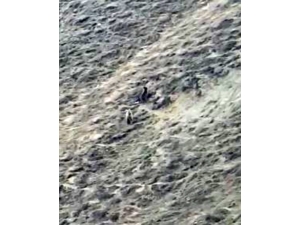 İnsanlar Evlerine Çekilince Ayılar Yaşam Alanlarına İndi