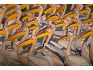 Binlerce Kilometre Öteden Geldiler...balıkçılar Olmadığı İçin Yüzlercesi Böyle Görüntülendi