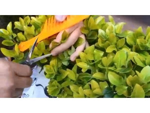 Bursalı Berber Tıraşa Başladı