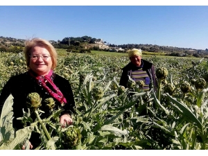 Çeşme’nin Sakız Enginarını Tarladan Tüketiciye Ulaştırıyorlar