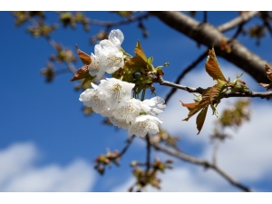 Yusufeli Yeni Yerleşim Yerinde Çiçekler Açtı, Ağaçlar Meyve Verdi