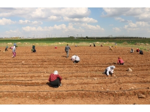 Tarım İşçileri Sosyal Mesafe Kuralına Uyuyor