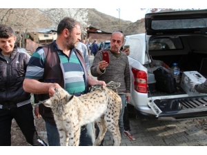 Ahıra Giren Vaşak Tavukları Telef Etti