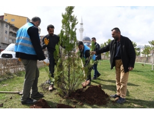 Muş Belediyesinden Fidan Dikim Çalışması