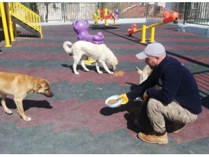 Sokak Hayvanları İçin Günde 50 Kilo Yem Ve Mama Bırakılıyor