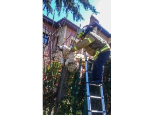 Villanın Çitlerine Takılan Köpeğin Yardımına İtfaiye Ekipleri Yetişti