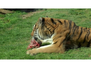 Hayvanat Bahçesi’ndeki Hayvanlara Korona Virüs Önlemi
