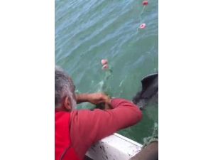 Ağlara Takılan Yunus Balığını Böyle Kurtardı: “Dur Oğlum, Dur Bir Tanem Seni Kurtaracağım”