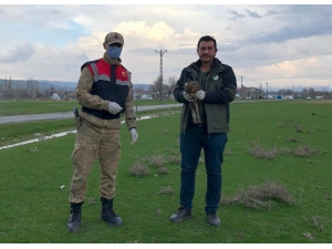 Jandarmanın Yaralı Halde Bulduğu Kızıl Şahin Koruma Altına Alındı