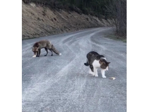 Tilki Aldığı Ekmekleri Toprağa Sakladı