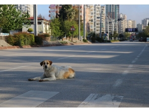 Adana’da Sokaklar Ve Yollar Boşaldı, Kent Hayalet Şehre Döndü