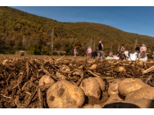 Gaziemir’den Üretici Ve İhtiyaç Sahiplerine “Alım Garantili” Destek
