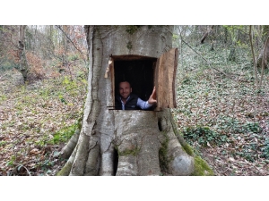 Çürük Ağaç Başına İş Açmıştı, O Vatandaş Konuştu: “Ağacı Oyduğumuzu İspat Etsinler, Kendimi O Ağaca Asarım”